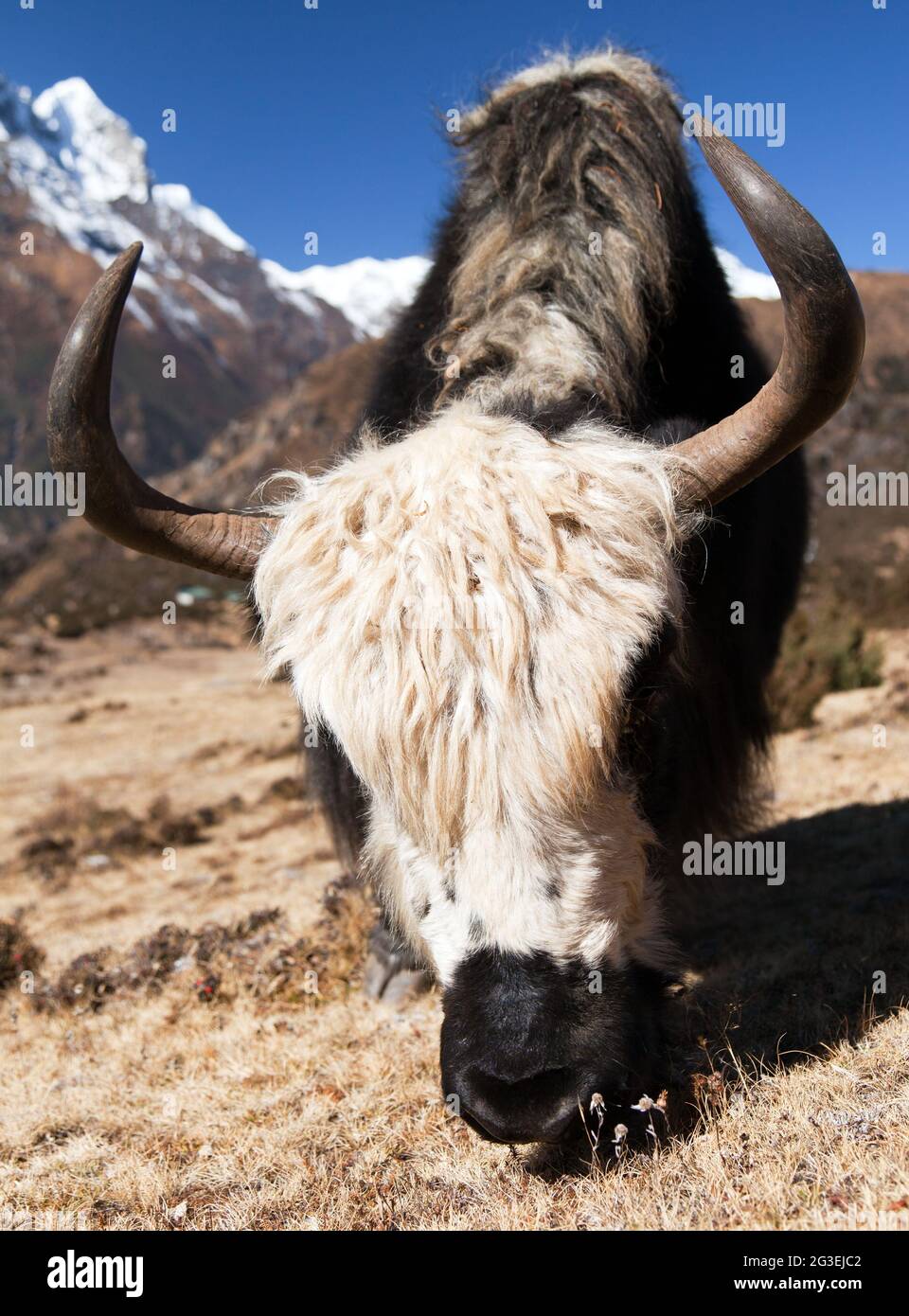 Black and white yak on the way to Everest base camp - Nepal Stock Photo