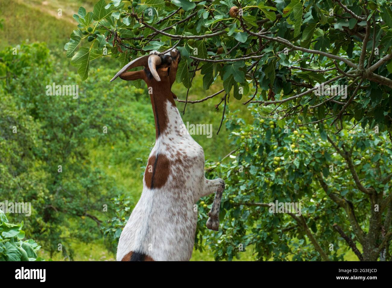 Ziege streckt sich um die Früchte eines Feigen Baumes zu fressen Stock Photo