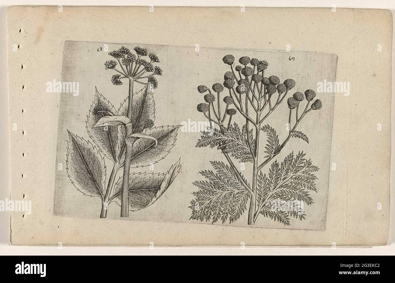 Hertswort and farmer's maze; Cognoscite Lilia. Hertswort (Seseli Lebanotis) and farmer's maze (Tanacetum Vulgare), numbered 68 and 69. Stock Photo
