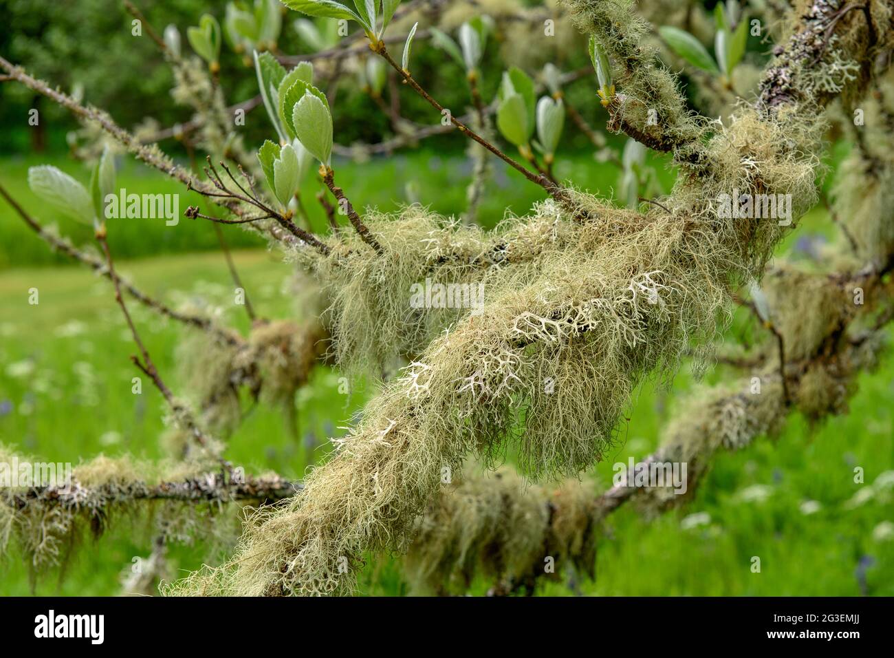 Lichen on Whitbeam at Dawyck Botanic Gardens near Peebles in Scotland Stock Photo