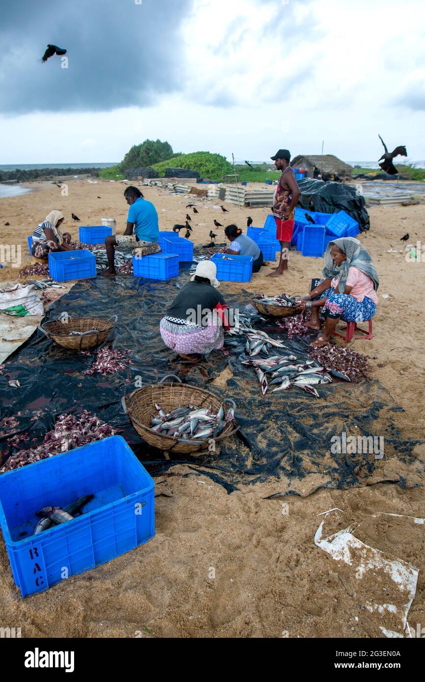 Workers gutting sardine fish on Negombo beach on the west coast of Sri Lanka prior to salting and drying the fish for sale. Stock Photo