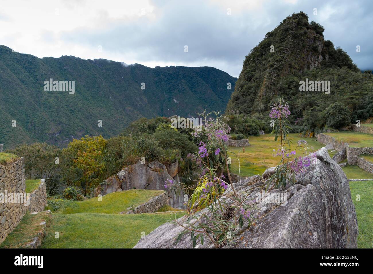 Purple flowers at Machu Picchu archaeological complex, Sacred Valley, Peru Stock Photo