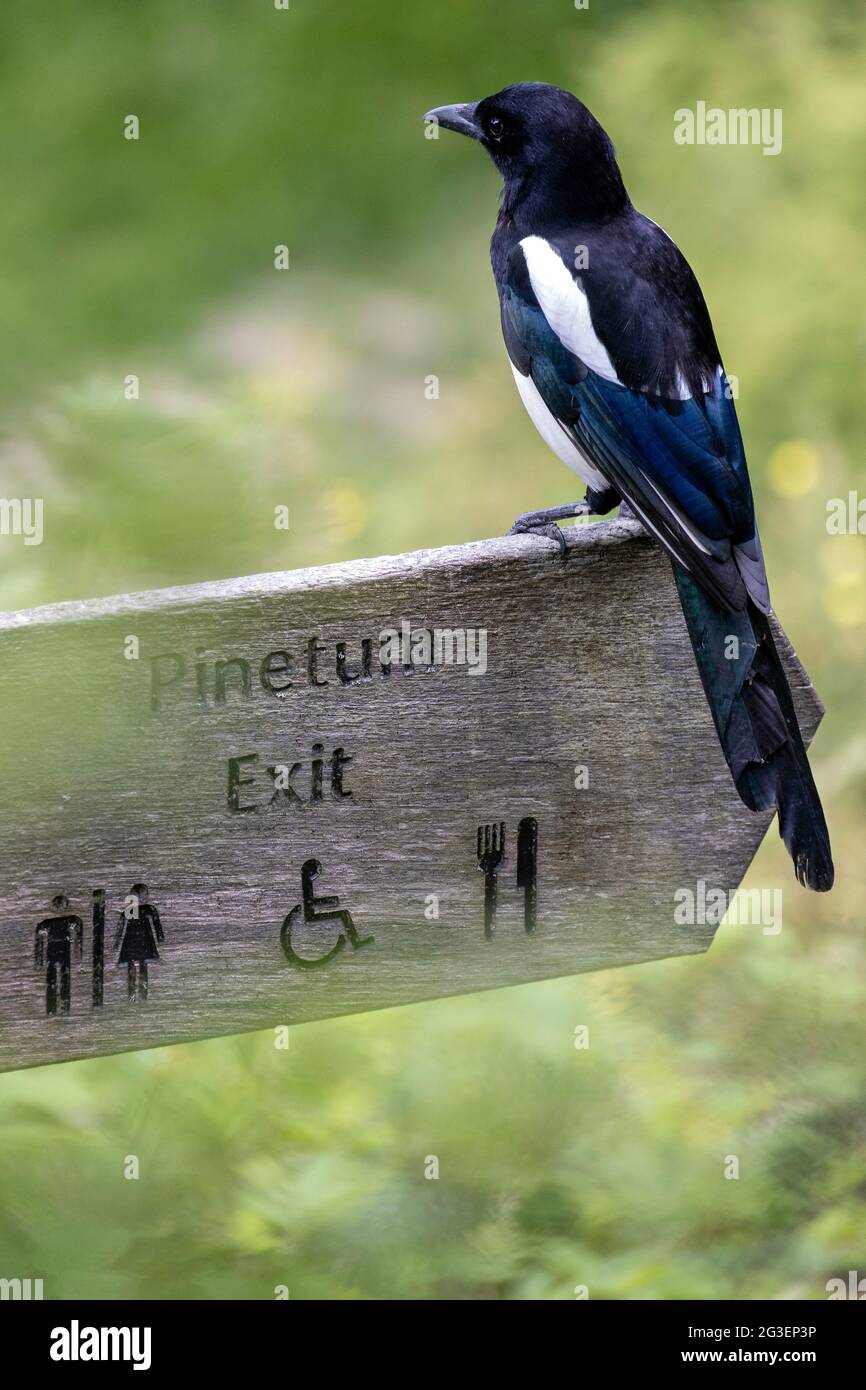 Magpie sitting on Pinetum sign post Stock Photo