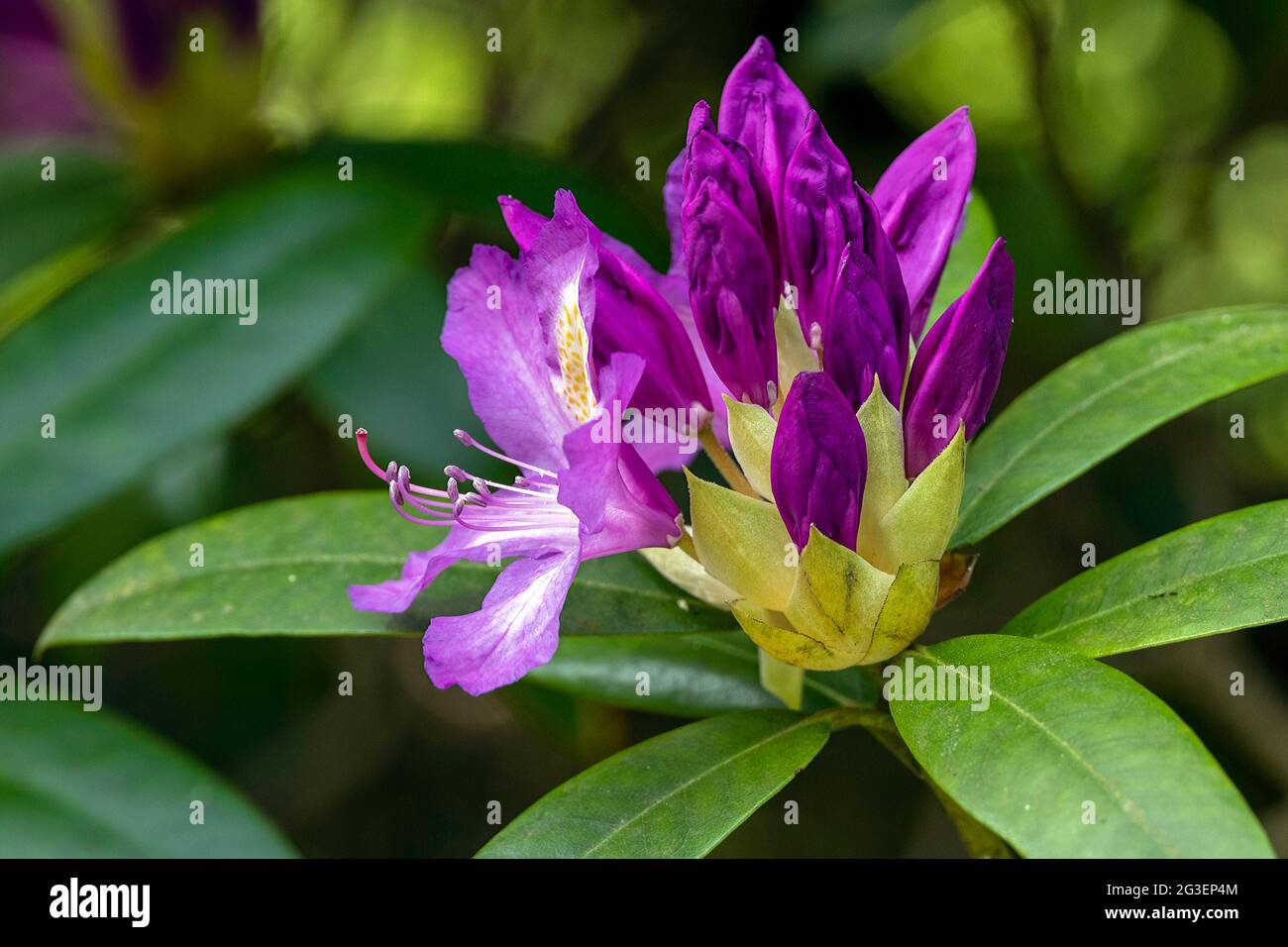 Wild Rhododendron Bush Stock Photo