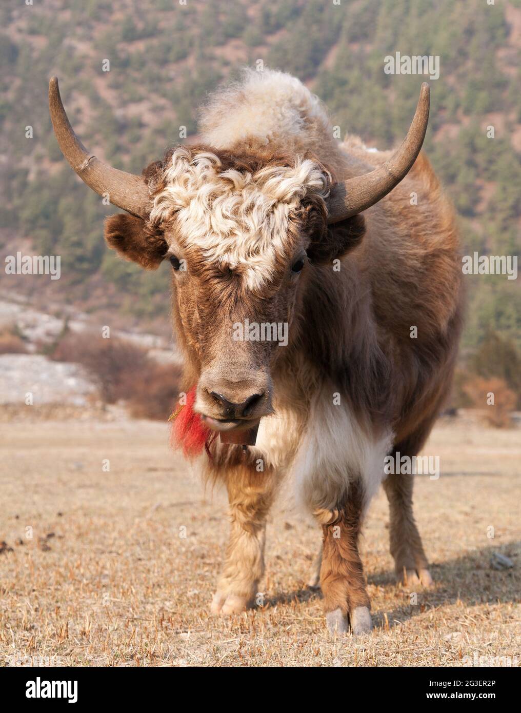 White and Brown yak on meadow Stock Photo