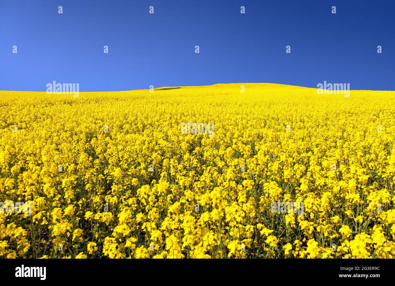 golden field of flowering rapeseed with blue sky - brassica napus - plant for green energy and oil industry Stock Photo