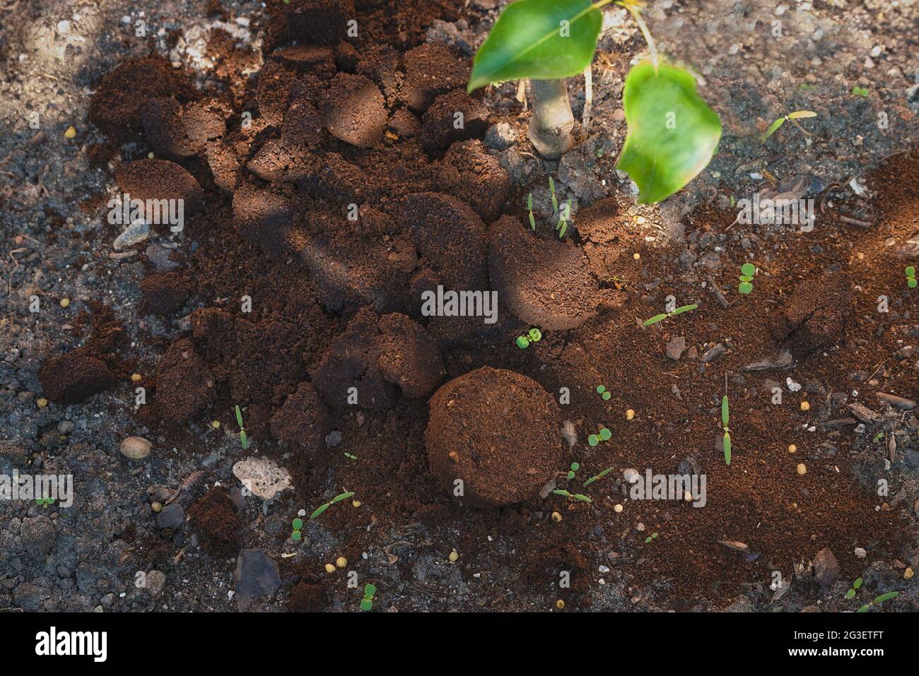 Coffee grounds from the coffee machine from the coffee machine as a