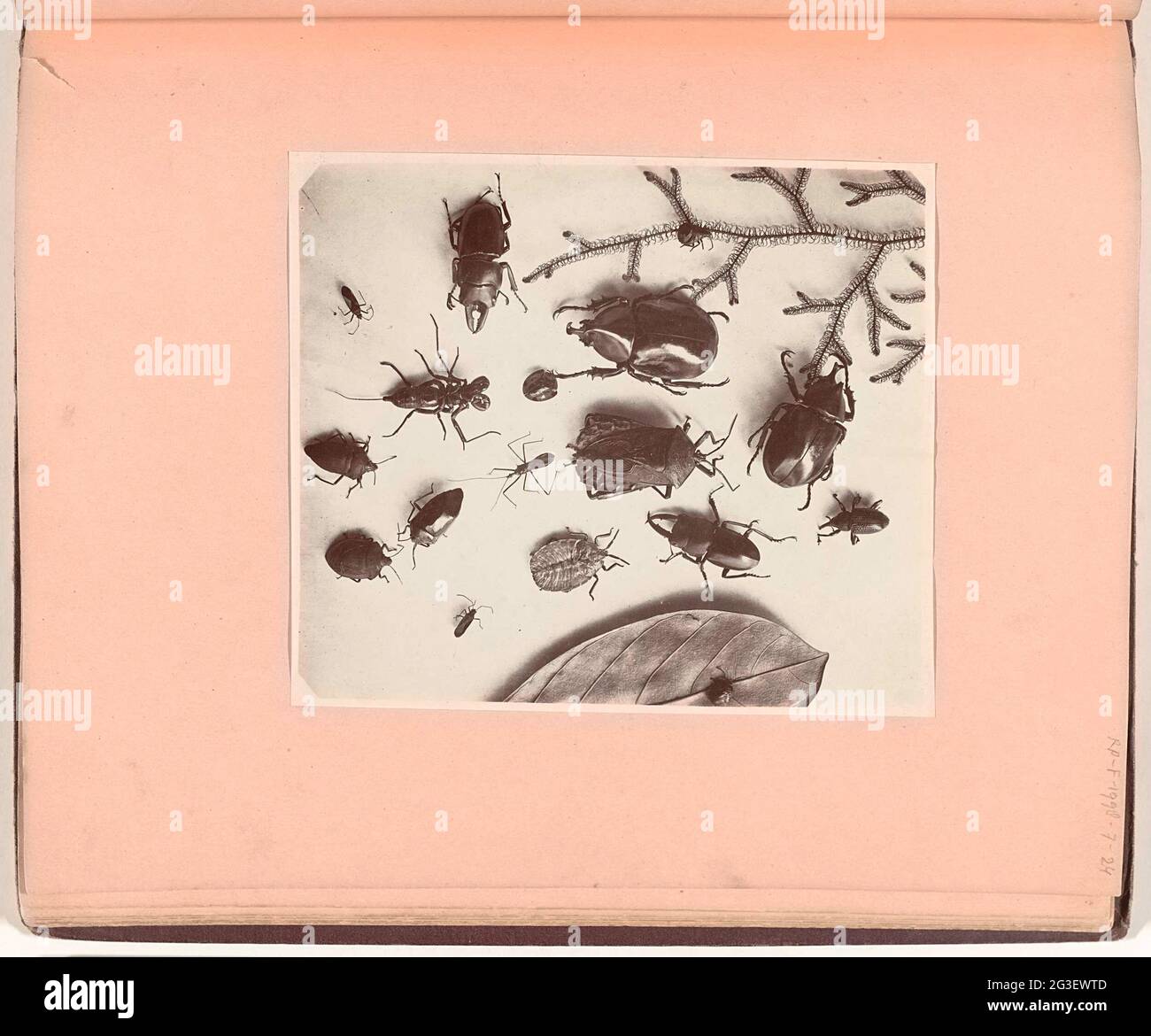 Insects ('insects (in the life size according to nature)' Stock Photo ...