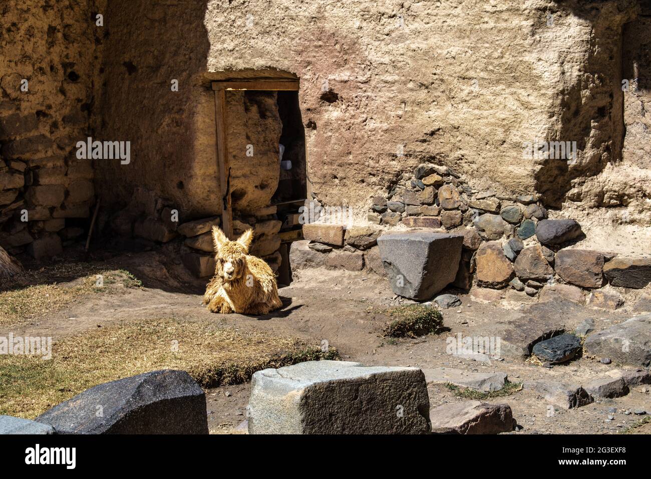 Llama resting at the Ollantaytambo ruins, Peru Stock Photo