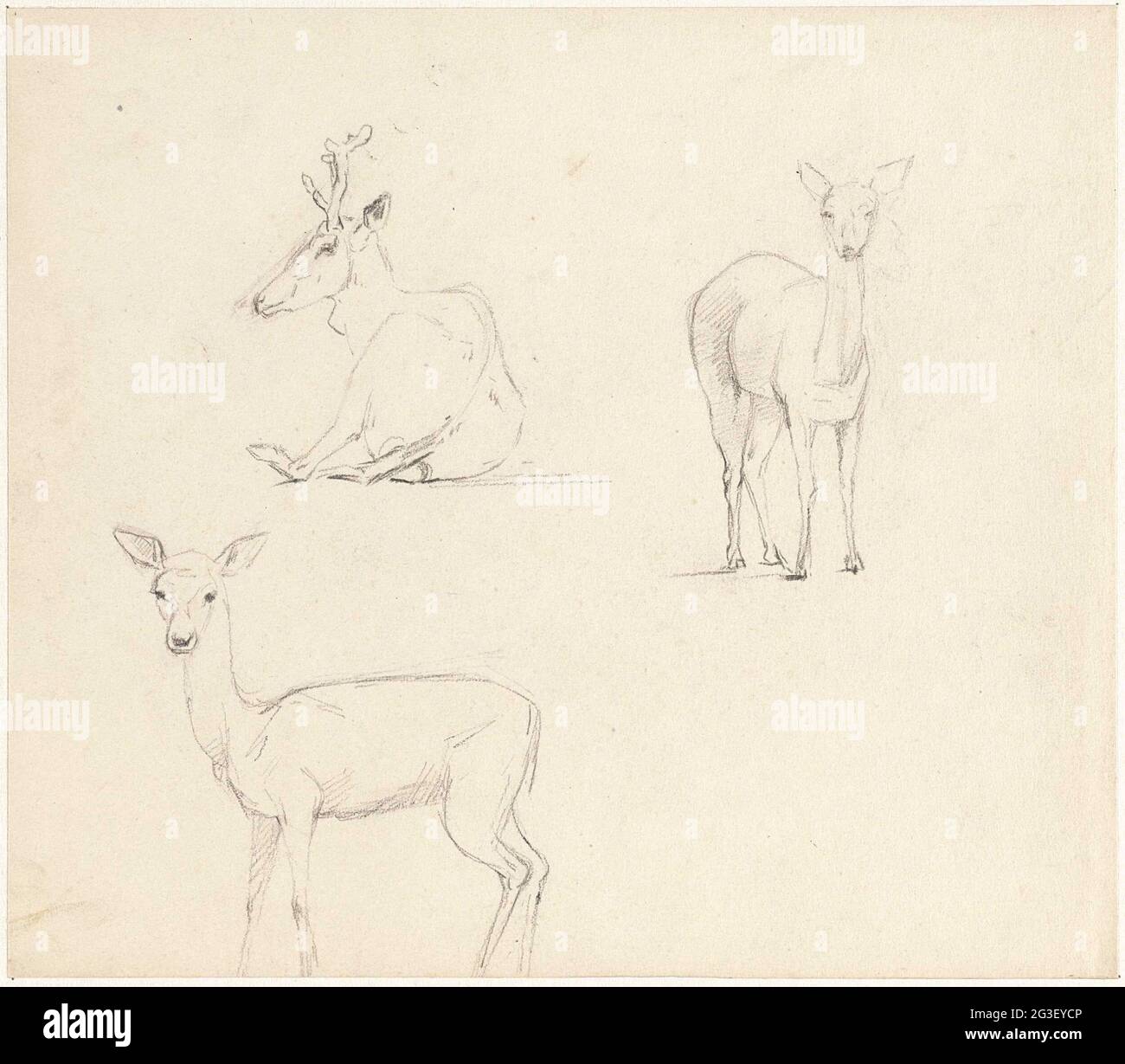 Studies of a deer Stock Photo Alamy