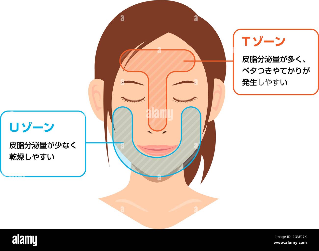 Vector Illustration Of T Zone And U Zone Of Female Face Stock Vector Image Art Alamy