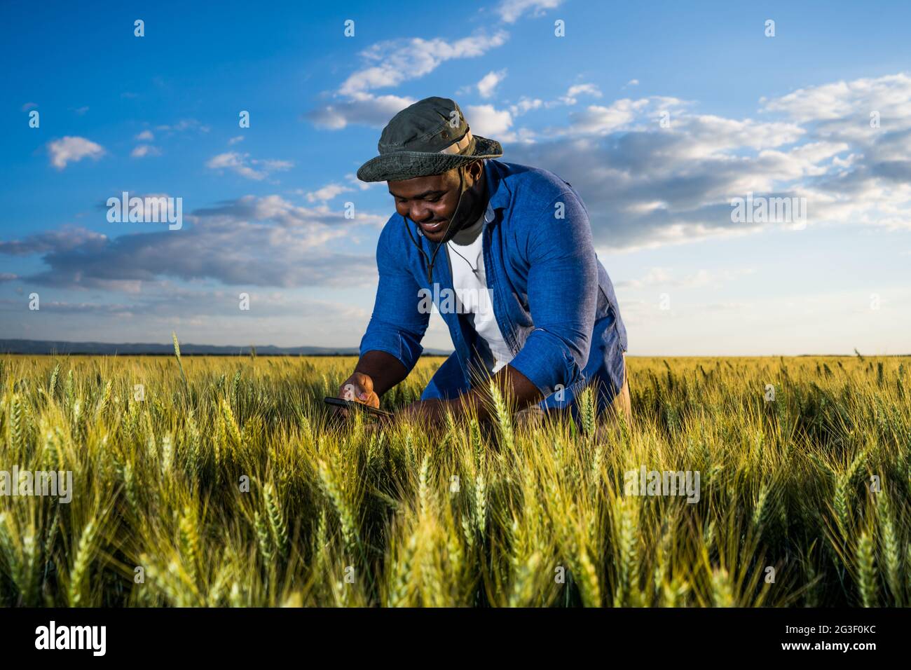 Farmer is standing in his growing wheat field. He is examining crops ...