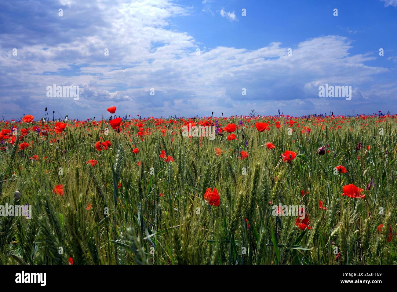 Natural picture at the beginning of summer with blue sky, wheat fields ...