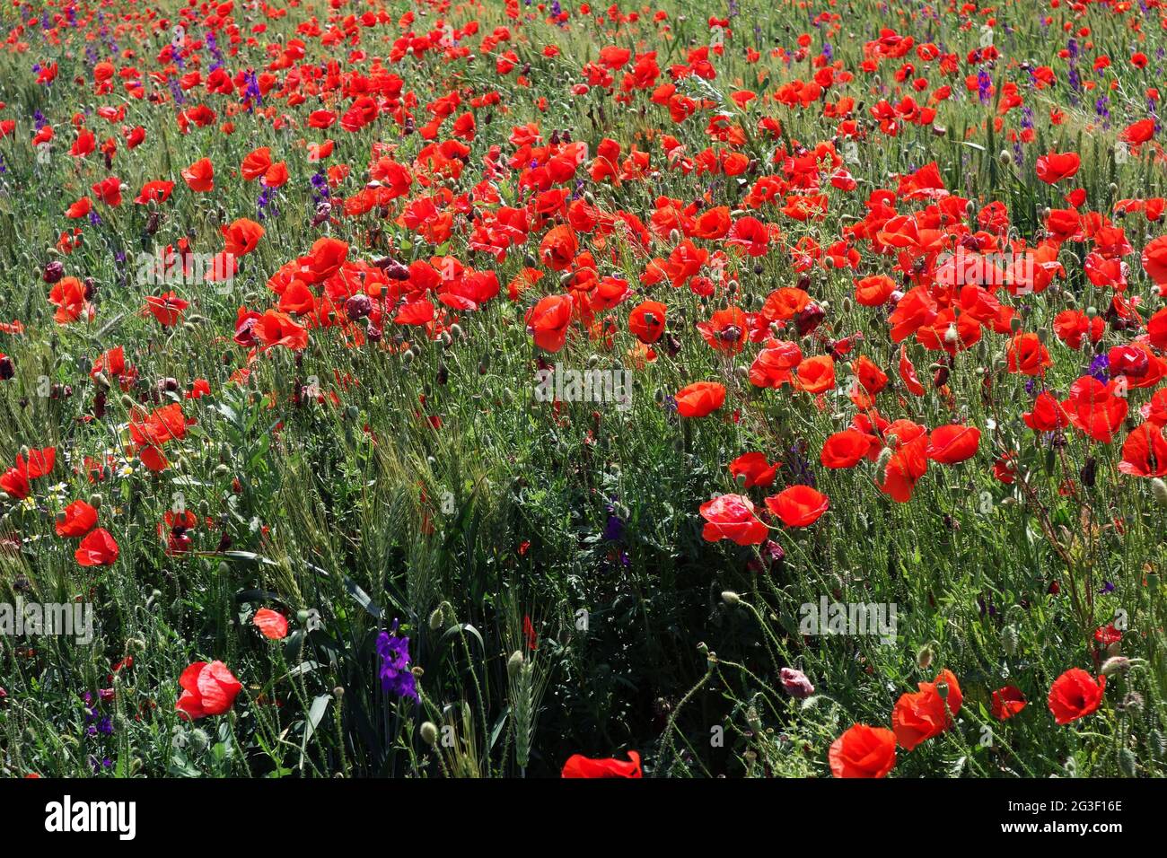 Natural picture at the beginning of summer with wheat fields and poppy ...