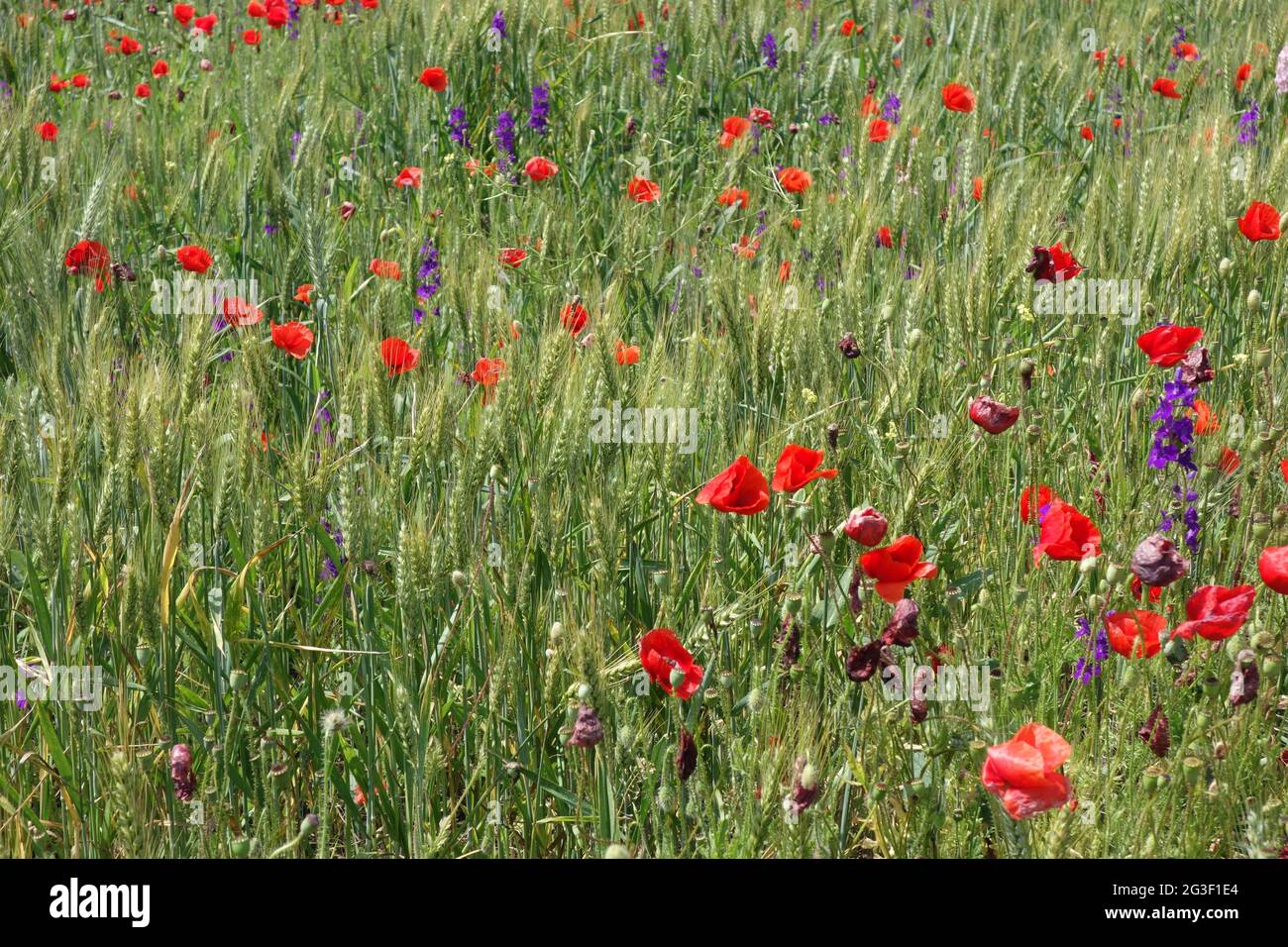 Natural picture at the beginning of summer with wheat fields and poppy ...