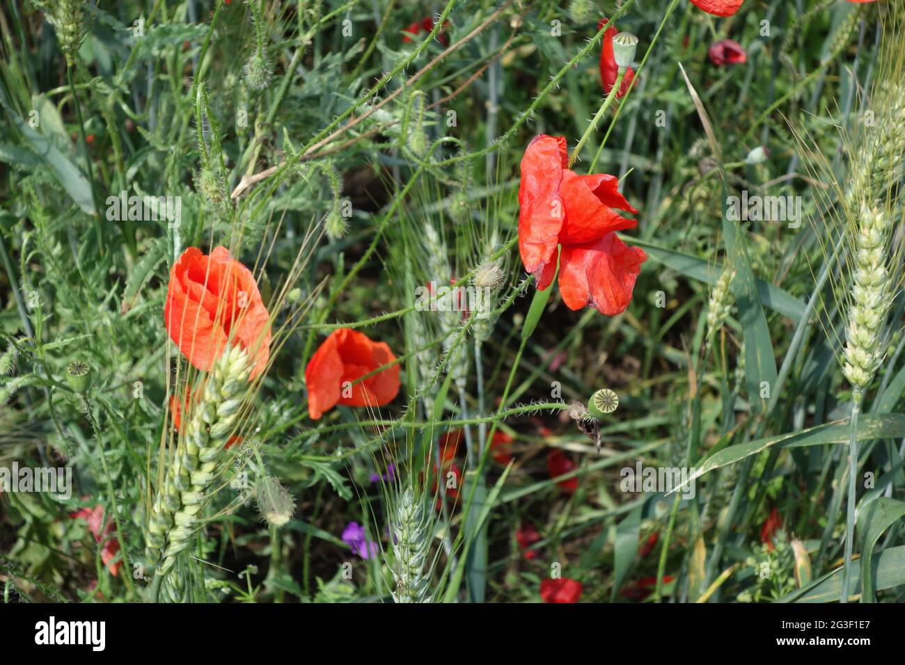 Natural picture at the beginning of summer with wheat fields and poppy ...