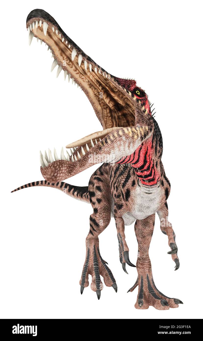 Dinosaur Spinosaurus isolated on white background Stock Photo - Alamy
