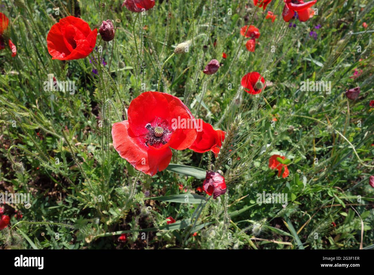 Natural picture at the beginning of summer with wheat fields and poppy ...