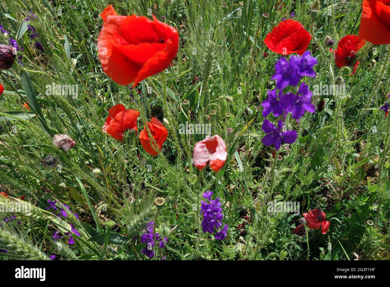 Natural picture at the beginning of summer with wheat fields and poppy ...