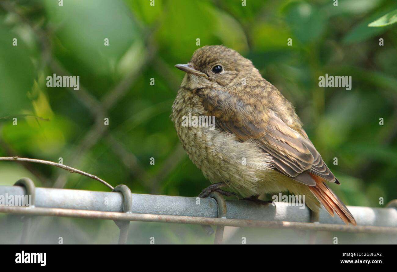 Young Common redstart Stock Photo