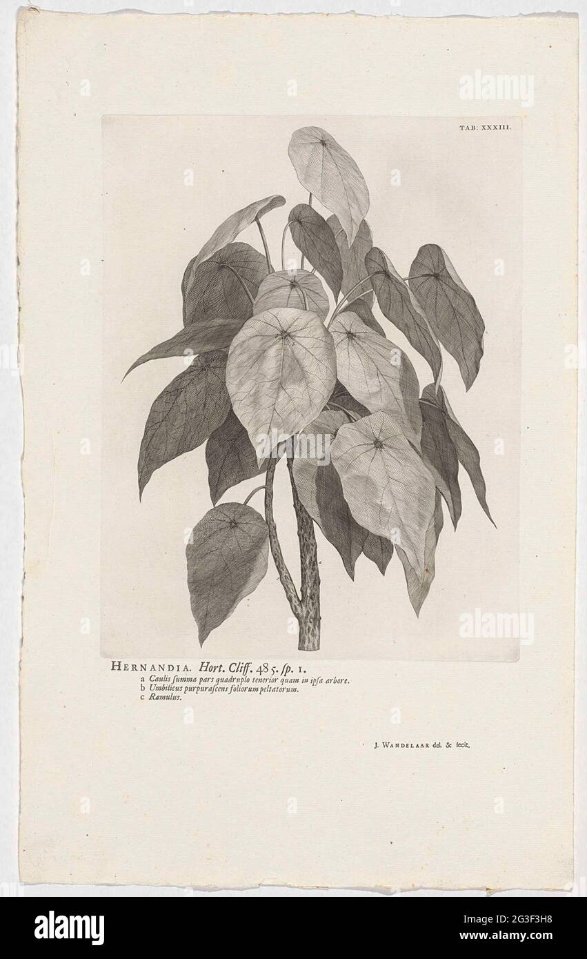 Hernandia Sonora; Hernandia. Hort. Cliff. 485. Sp. 1. At the top right labeled: Tab: XXXIII. Stock Photo