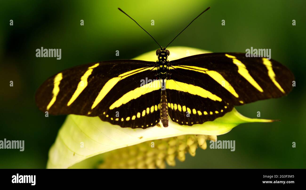 Zebra butterfly Stock Photo