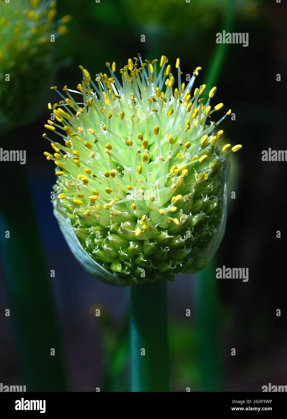 Fresh flower of garlic Stock Photo Alamy
