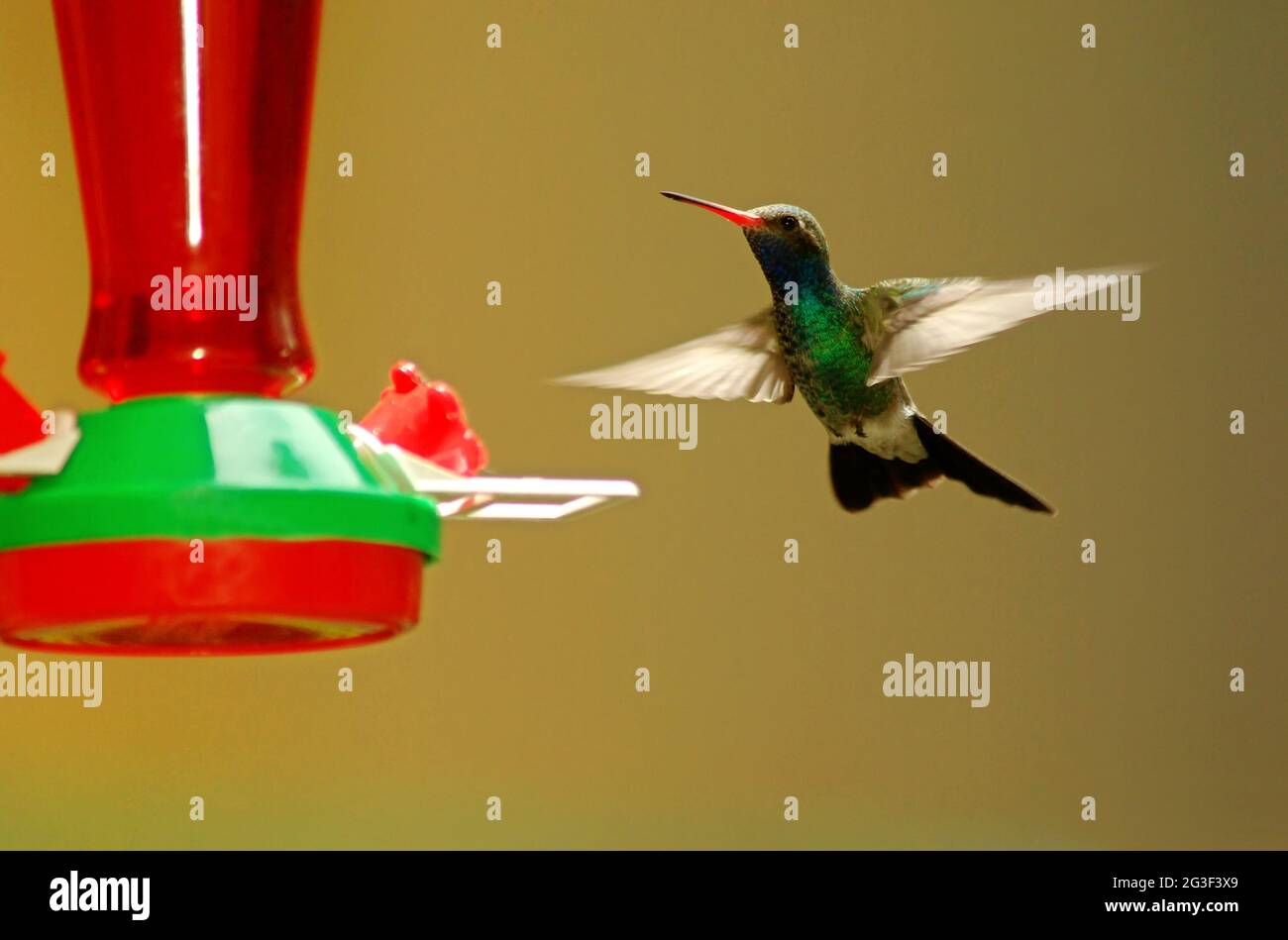 Trochilidae - Hummingbird Stock Photo