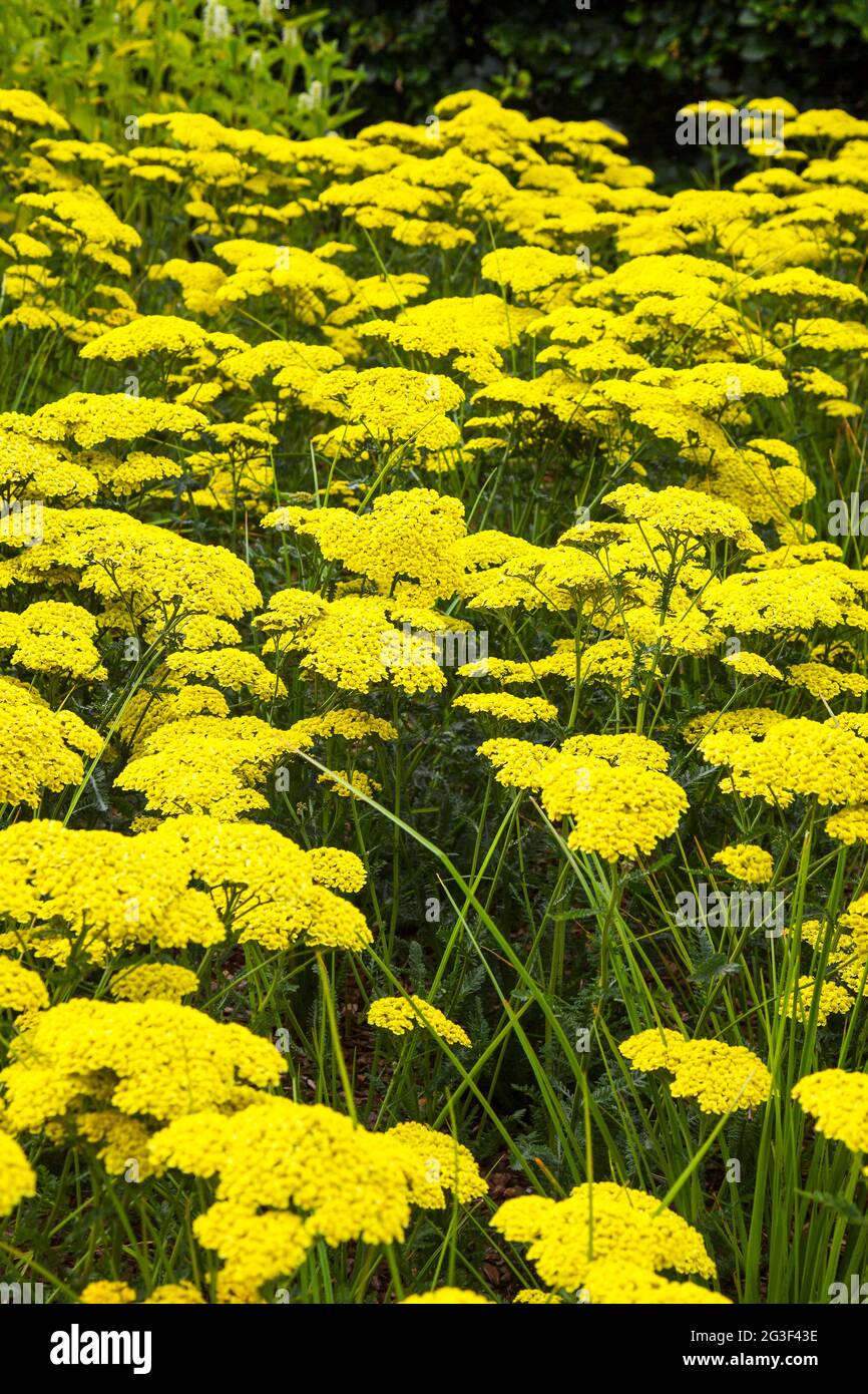 Achillea - upright perennial with feathery, silvery leaves. Large, flat heads of small, golden flower heads in summer. Stock Photo