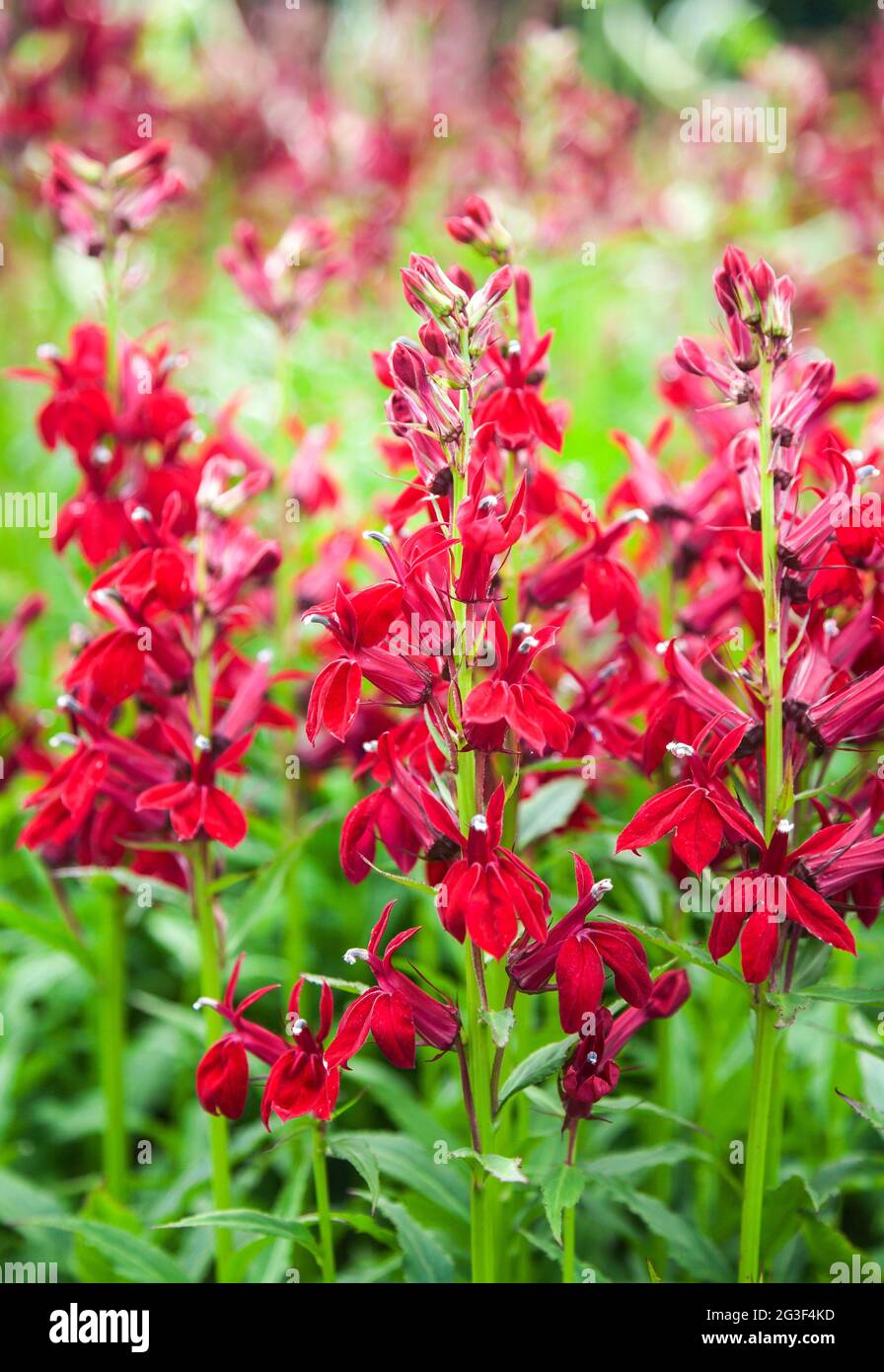 Clump forming perennial bearing spikes of deep red flowers from mid to late summer Stock Photo