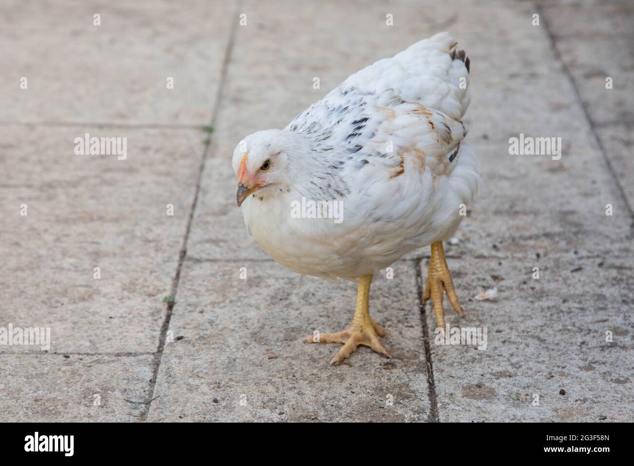 Domestic chicken chicks united kingdom hires stock photography and