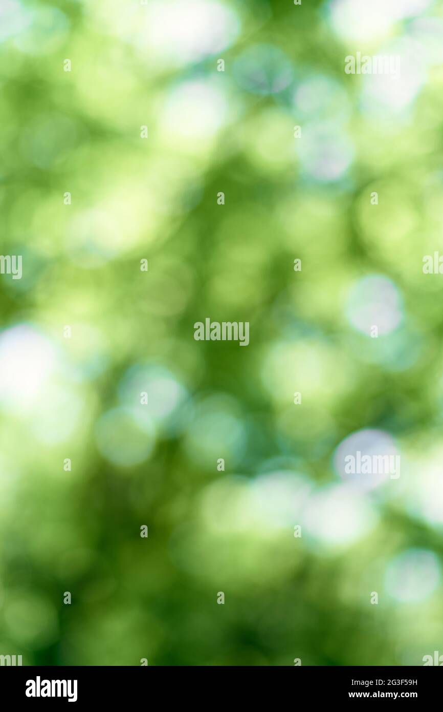 Blurred green foliage trees hi-res stock photography and images - Alamy