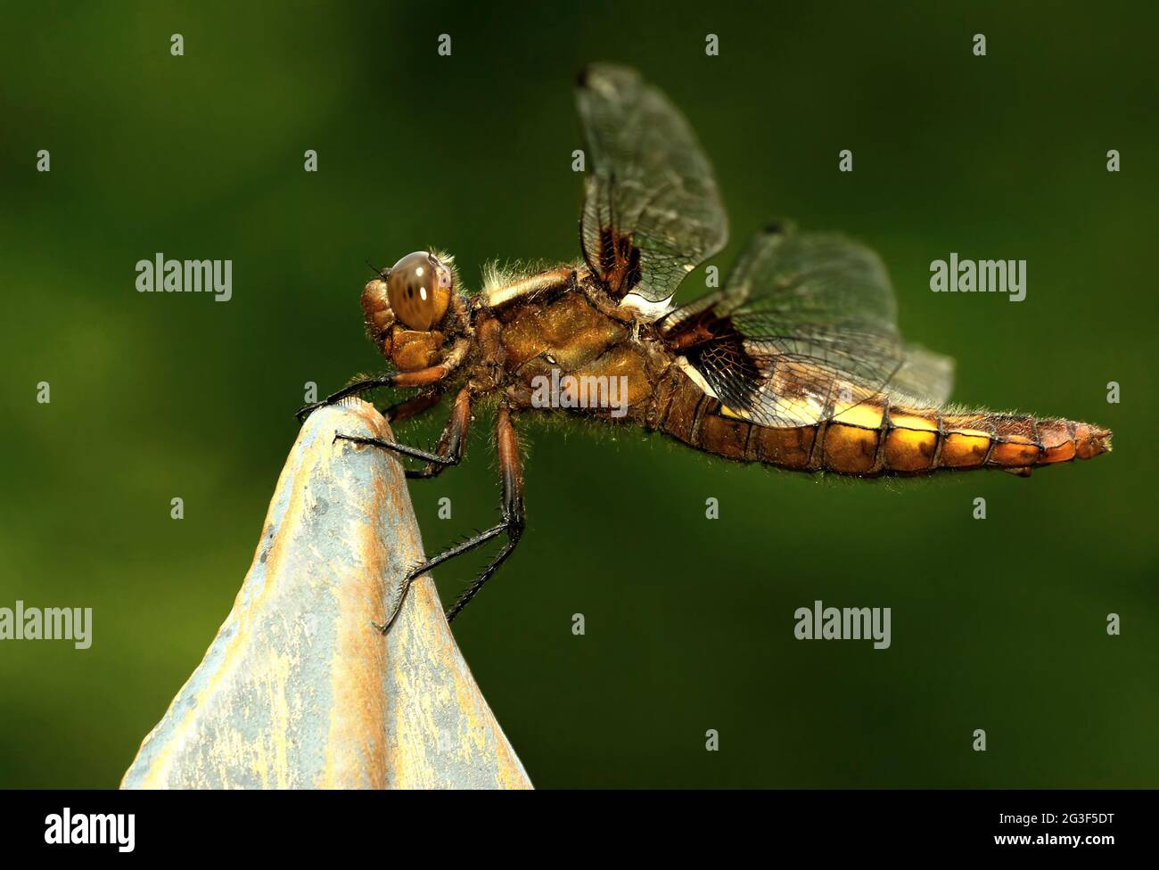 Broad-bodied chaser Stock Photo