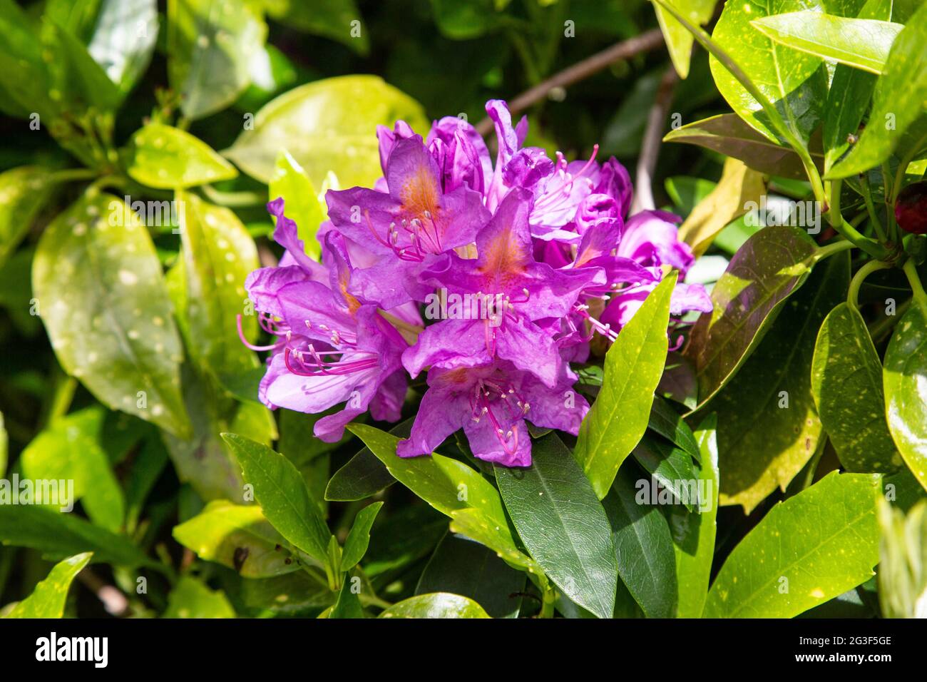 Purple rhododendron flowers, Medstead, Hampshire, England, United Kingdom. Stock Photo