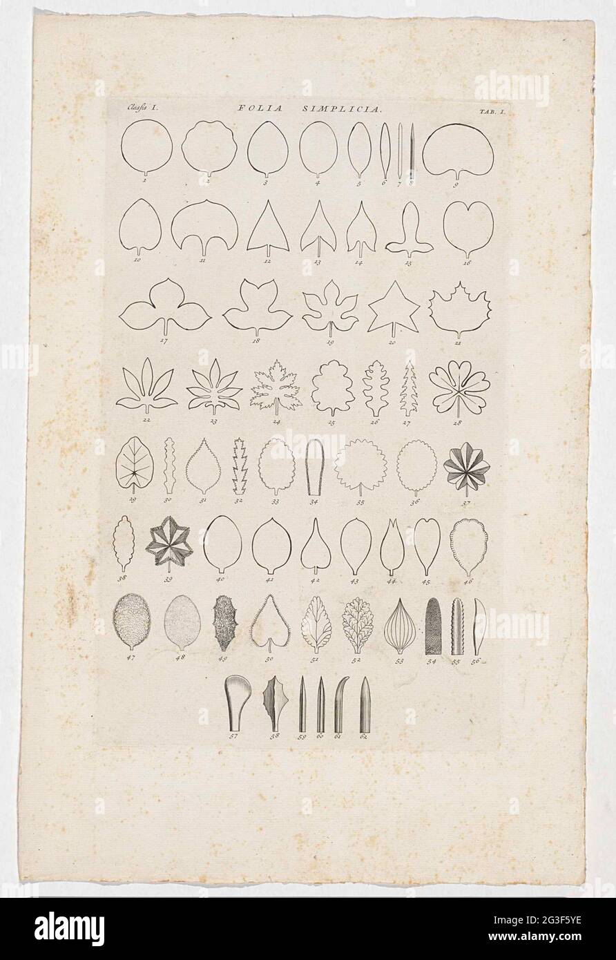 Sheet with circumference of 62 leaves of different plants; Folia Simplicia. The leaves are numbered 1-62. Below: Classis I. At the top right labeled: Tab: I. Stock Photo