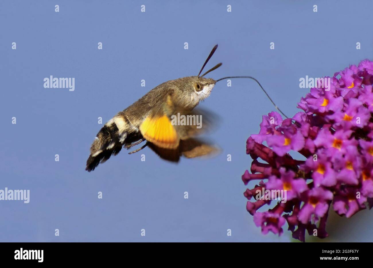 Hummingbird Hawk-moth Stock Photo