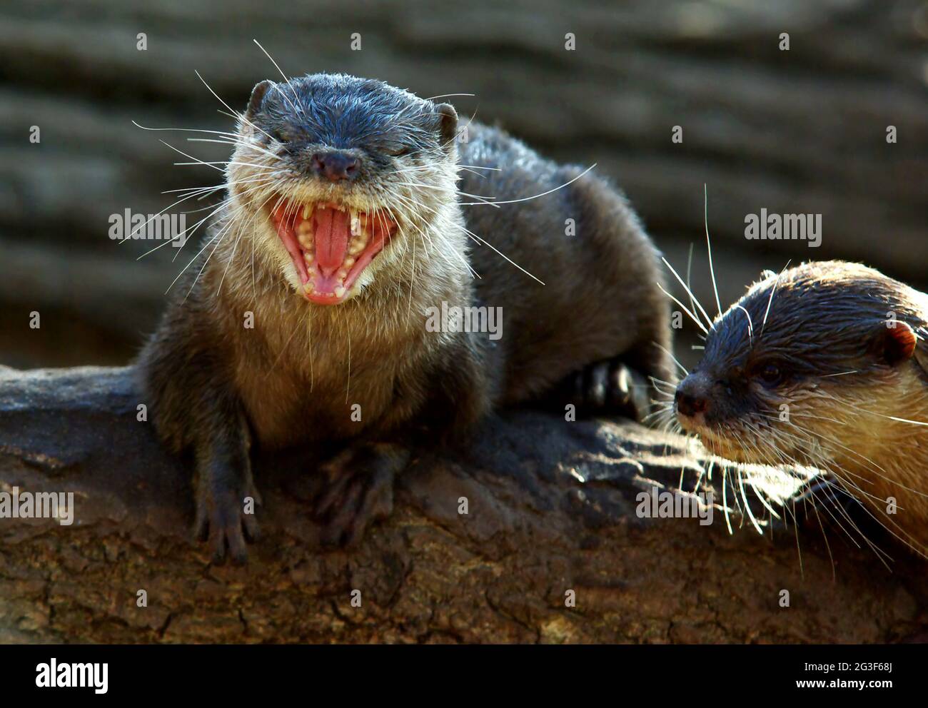 Clawed otter Stock Photo