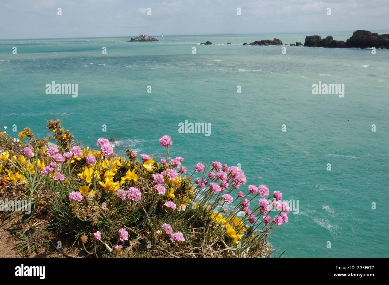 FRANCE. ILE ET VILAINE (35) CANCALE COTE D'EMERAUDE POINTE DU GROUIN ARMERIES IN BLOOM (PICTURE NOT AVAILABLE FOR CALENDARS OR POSTCARDS IN FRANCE) Stock Photo