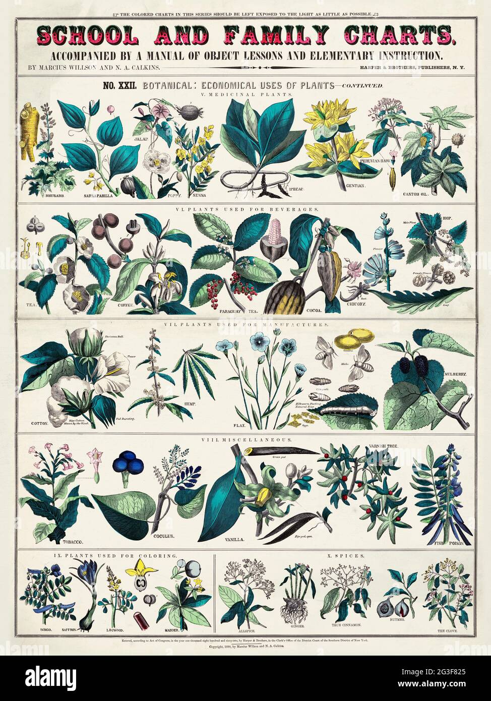 School and Family Charts.  Botanical: Economical uses of plants. Vintage poster. Stock Photo