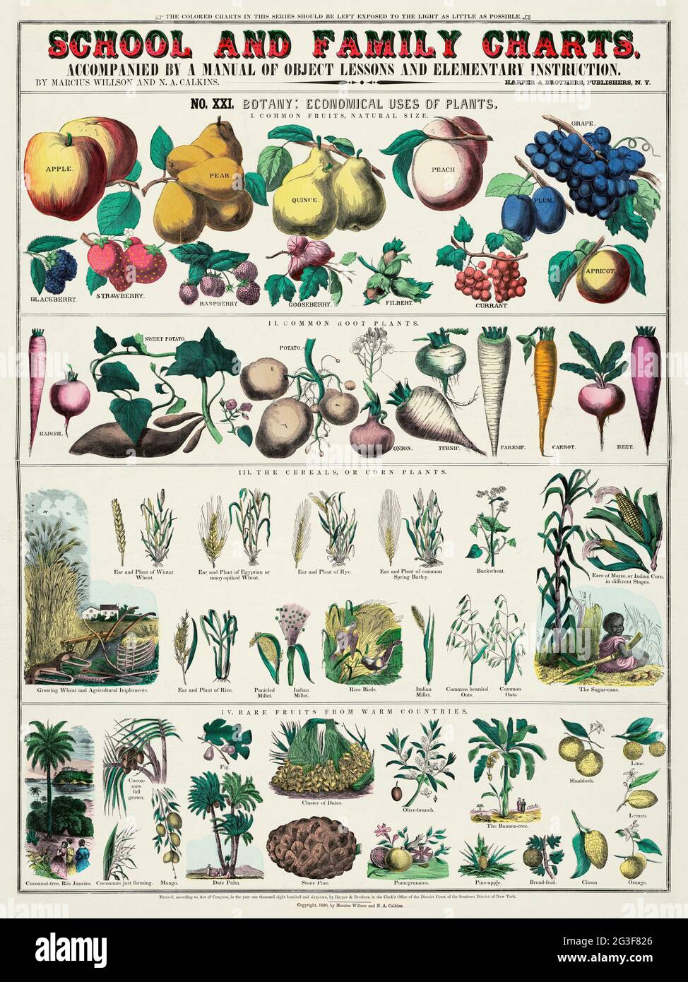 School and Family Charts. Botany: Economical uses of plants. Vintage poster. Stock Photo
