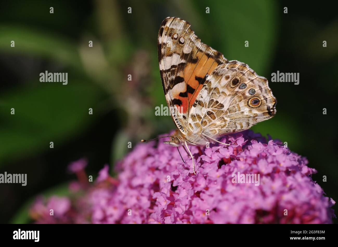 Vanessa cardui Stock Photo