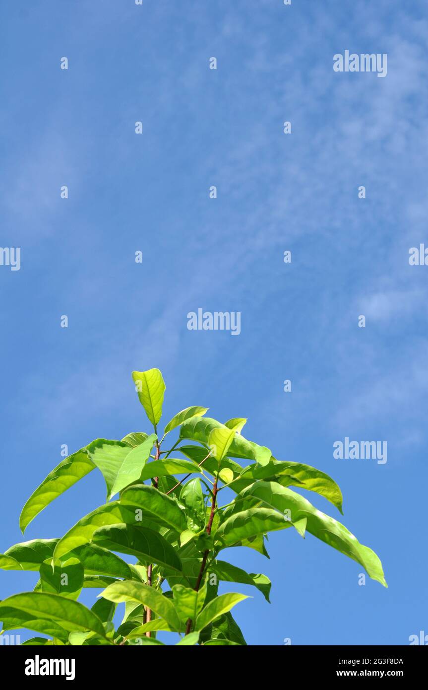 Nature green leaves and blue sky background vertikal Stock Photo