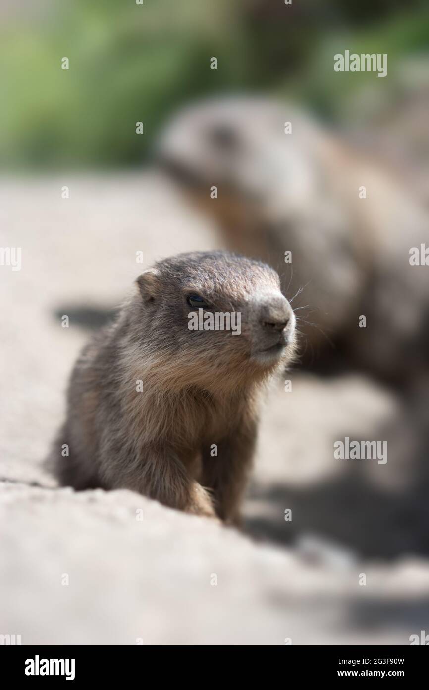 Baby marmot and mother Stock Photo - Alamy