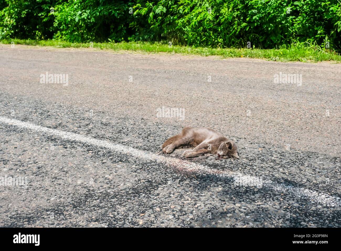 Brown dead cat killed on the road Stock Photo Alamy