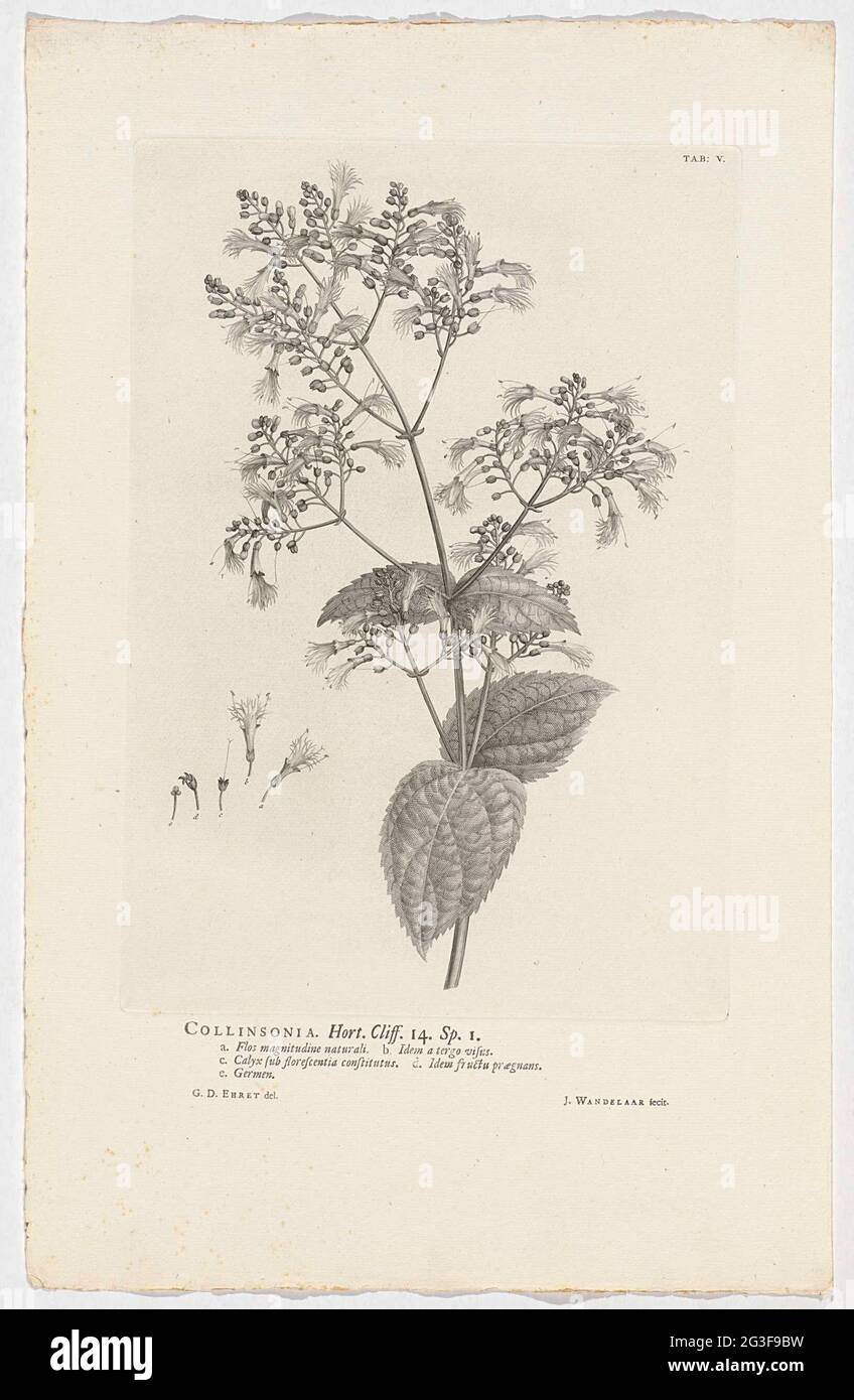 Collinsonia canadensis hi-res stock photography and images - Alamy
