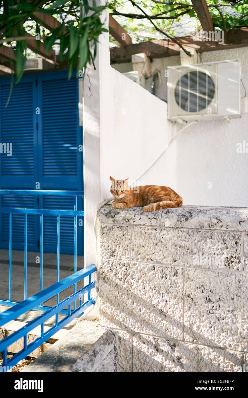 Ginger cat sits on a stone fence near the house Stock Photo - Alamy