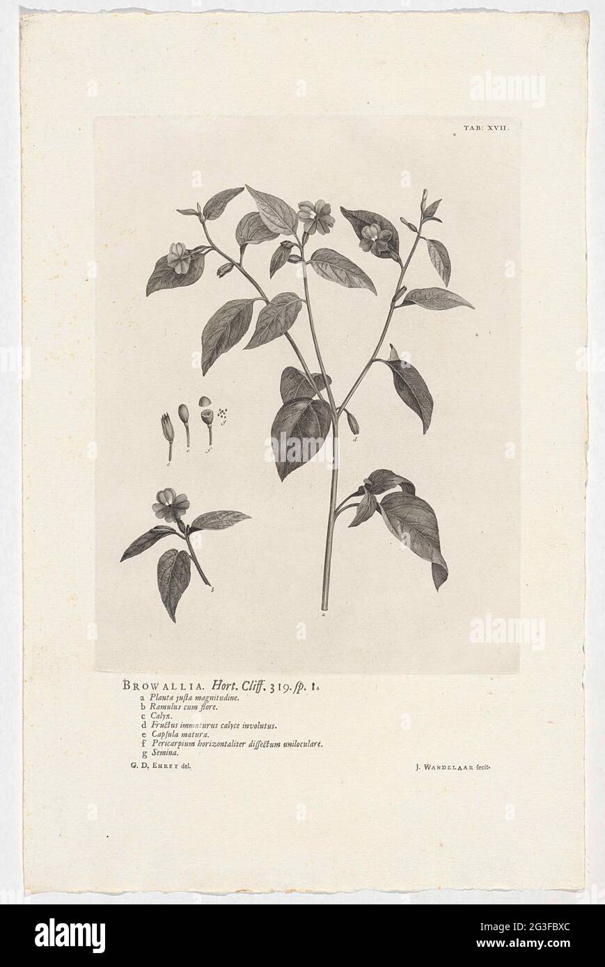 Browallia americana; Browallia. Hort. Cliff. 319. Sp. 1. At the top right labeled: Tab: XVII. Stock Photo