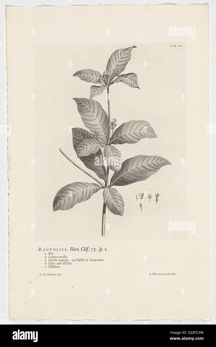 Rauvolfia tetraphylla; Rauvolfia. Hort. Cliff. 75. sp. 1. Rechtsboven gemerkt: TAB: IX. Stock Photo