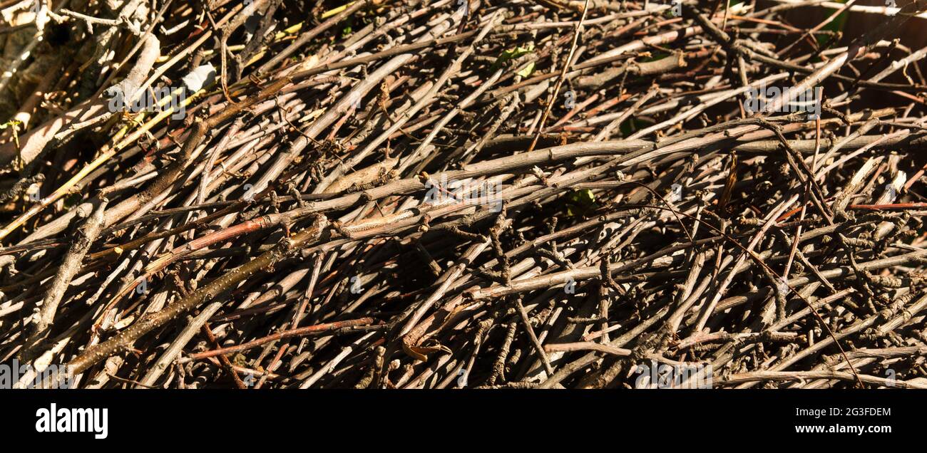 Dry branches hi-res stock photography and images - Alamy
