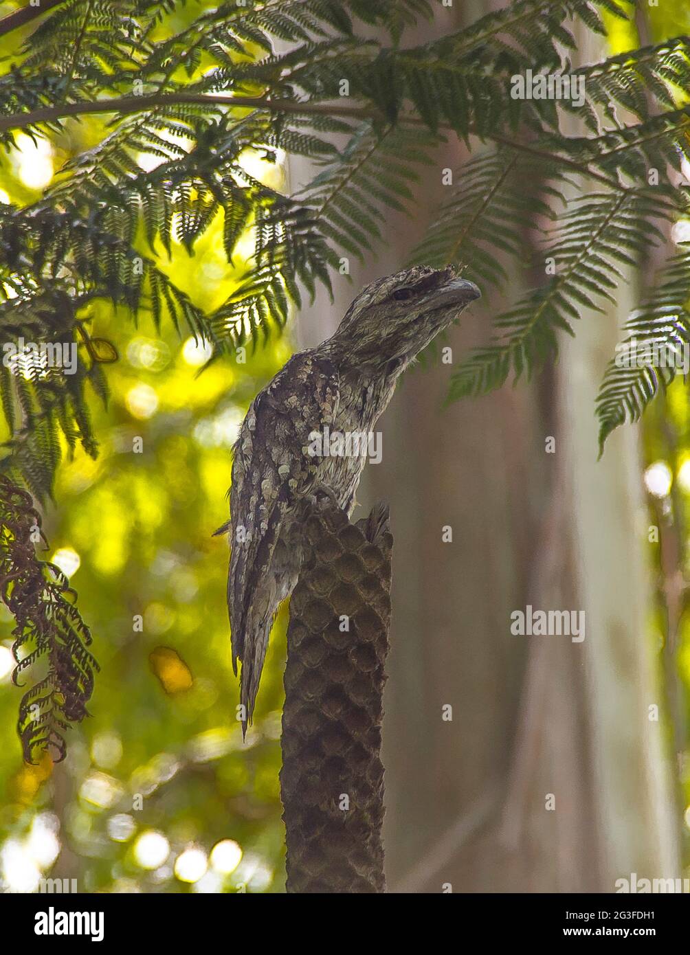 Marbled frogmouth (Podargus ocellatus) in subtropical rainforest on Tamborine Mountain, Australia. Rare and endangered species in forest canopy. Stock Photo